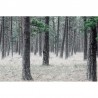 Papel Pintado R13711 Pine Forest - REBEL WALLS