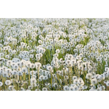 Papel Pintado R16351 Dandelions - REBEL WALLS