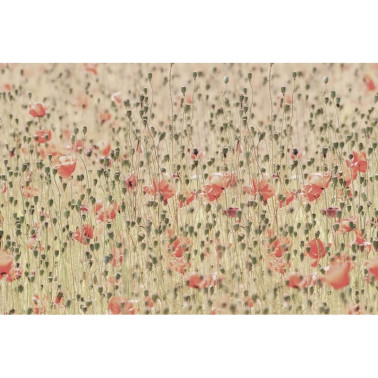 Papel Pintado R16391 Poppies - REBEL WALLS
