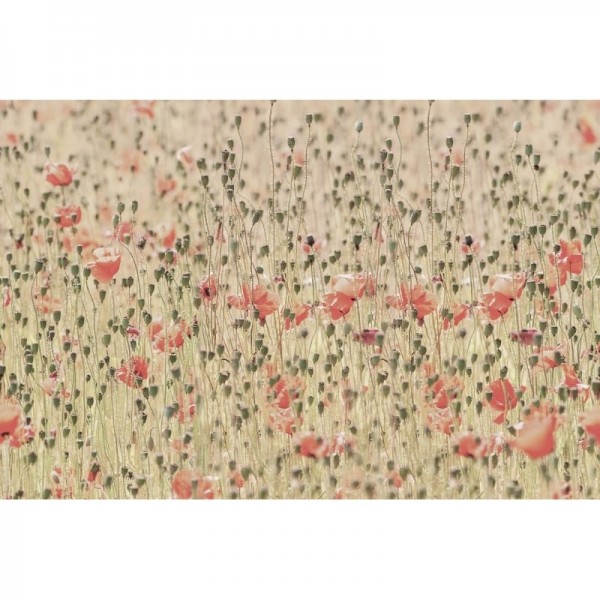 Papel Pintado R16391 Poppies - REBEL WALLS Papel Pintado R16391 Poppies - REBEL WALLS