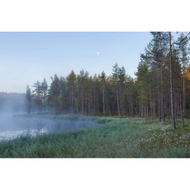 Papel Pintado R16421 Forest Lake - REBEL WALLS