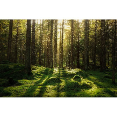 Papel Pintado R16641 Forest Bath - REBEL WALLS