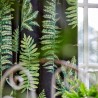 Fernery 226577