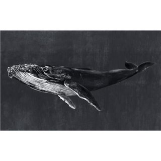 Humpback Whale Night 9500102