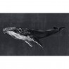 Humpback Whale Night 9500102