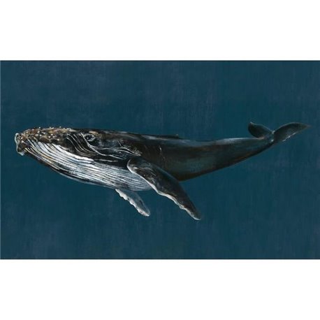 Humpback Whale Ocean 9500100