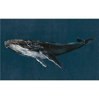Humpback Whale Ocean 9500100