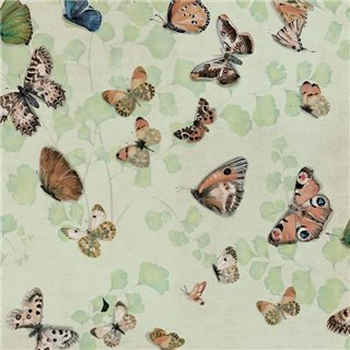 Magic butterflies Maca 9500053