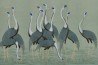 Sarus Cranes Colourway SC-206 on Blue Grey dyed silk