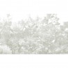Limonaia - B8802