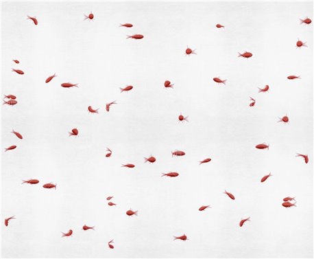 Pesci rossi 18511-01