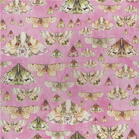 PDG713-03 Issoria Rose PDG713-03 Issoria Rose