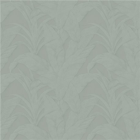 Musa Eucalyptus 75003B Musa Eucalyptus 75003B