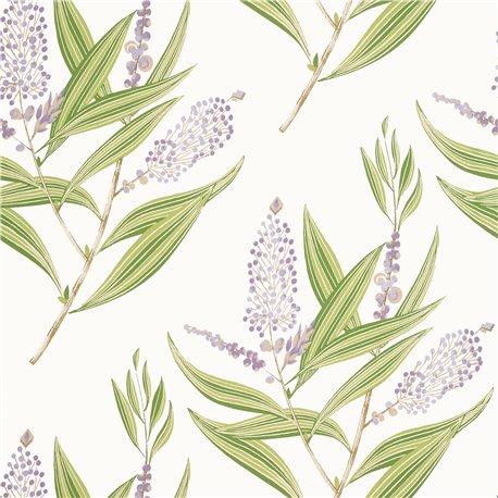 Winter Bud Lavender AT23134 Winter Bud Lavender AT23134