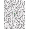 A THOUSAND LEAVES GREY