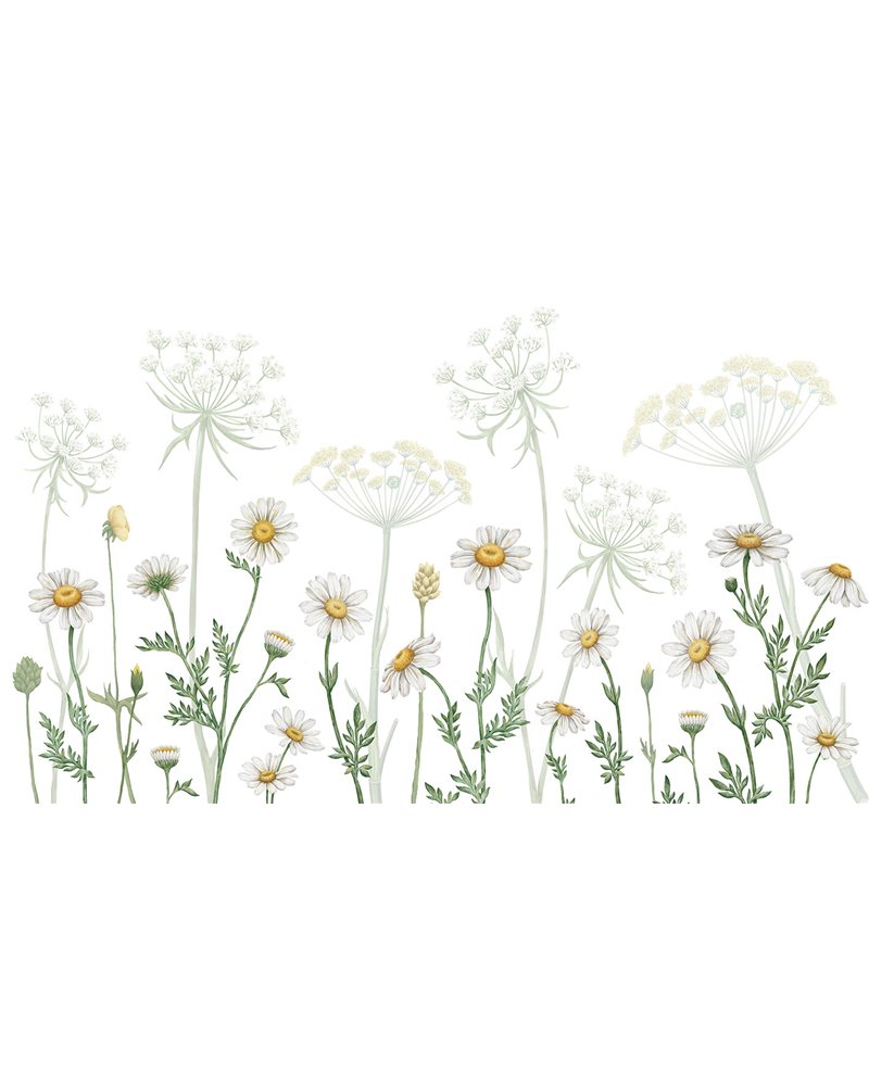 Dazzling Daisies - White