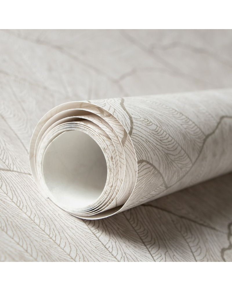 Seashell Old White 65004