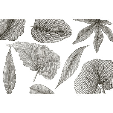 GIANT-LEAVES-VE062-1