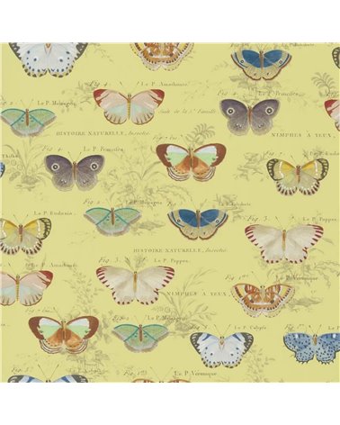 Butterfly Studies Mimosa PJD6017-04