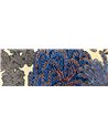 Majorelle Turquoise Fond Saumon PP2503990
