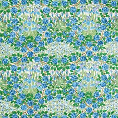 Campanula Peacock Opal MVOF227224