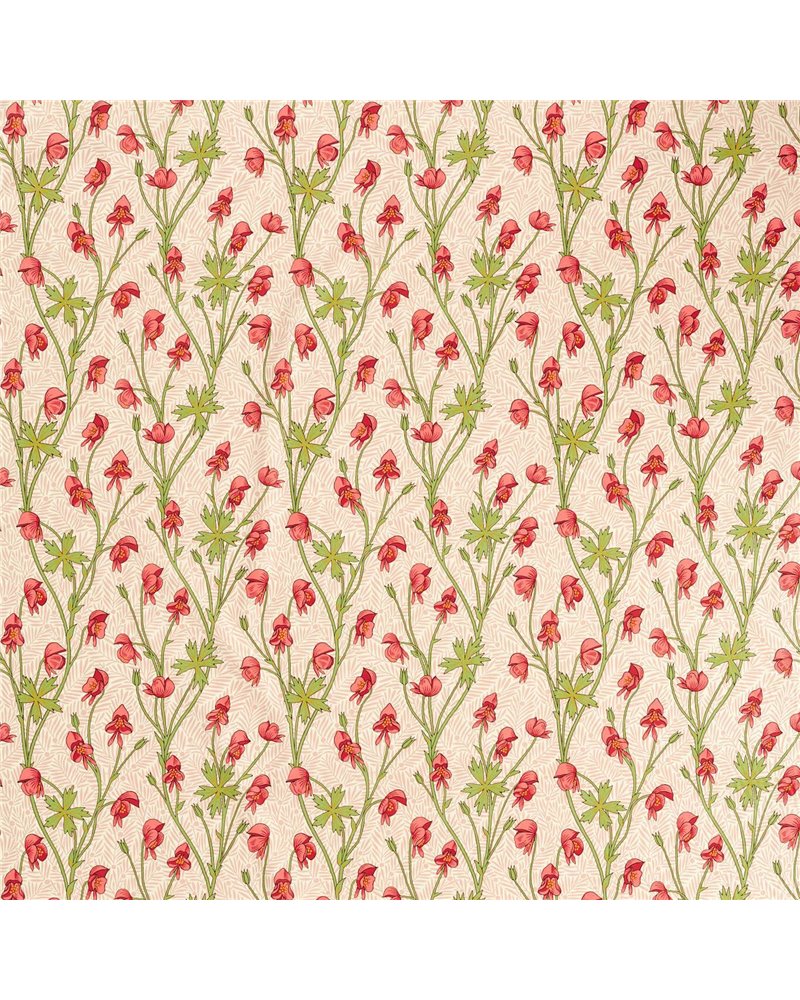 Monkshood Rhubarb MVOF227220 Monkshood Rhubarb MVOF227220