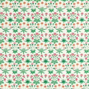 Daisy Strawberry Fields AARC520009