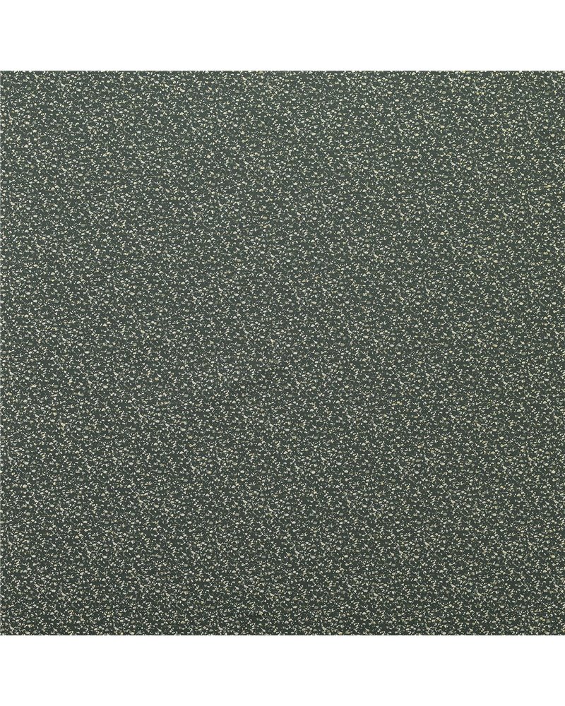 Namibia Fern Namibia Fern