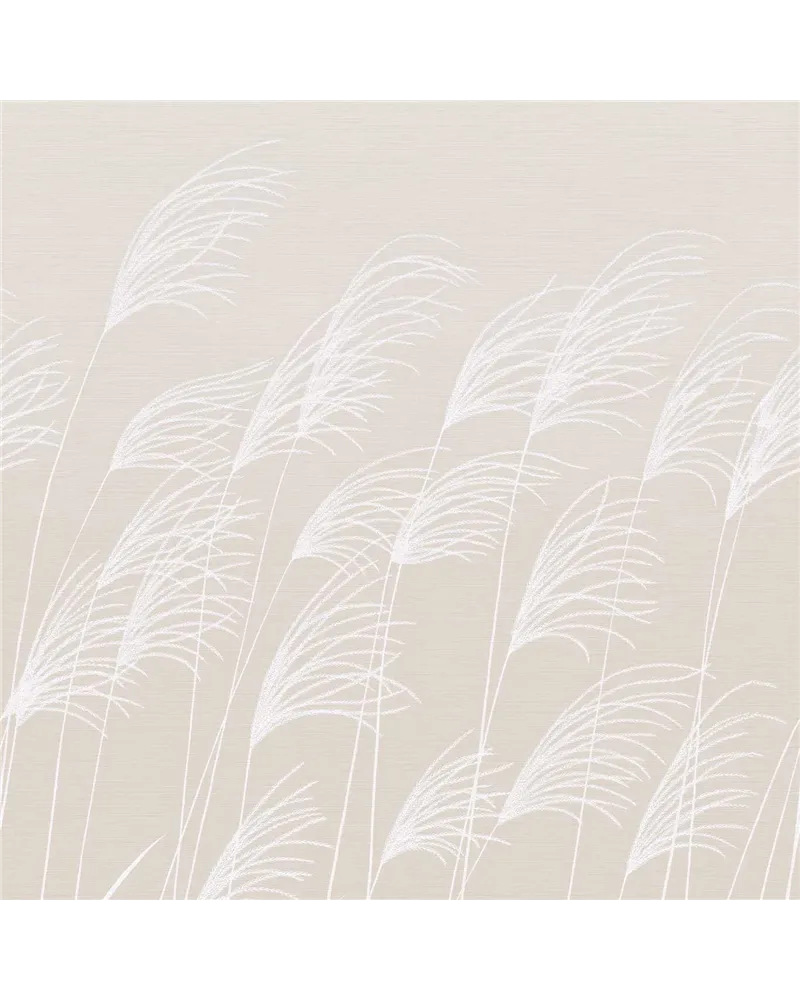Miscanthus Parchment Frost HKAW113231 Miscanthus Parchment Frost HKAW113231