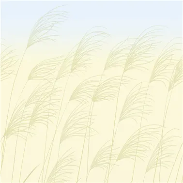 Miscanthus Buttermilk Sky HKAW113230