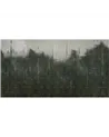 Ghostforrest WDGF2502