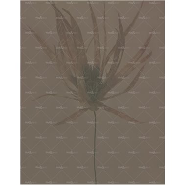 Traslucido WDTR2401