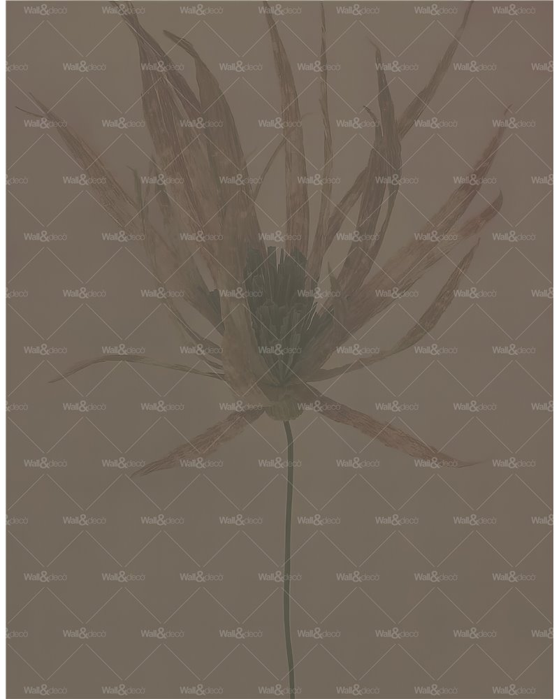 Traslucido WDTR2401