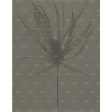 Traslucido WDTR2402