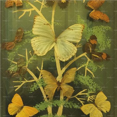 Madame Butterfly WET_MB2401