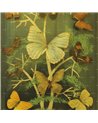 Madame Butterfly WET_MB2401